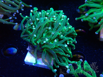 WYSIWYG Euphyllia glabrescens (Mariculture acclimaté sous LED) 8K2