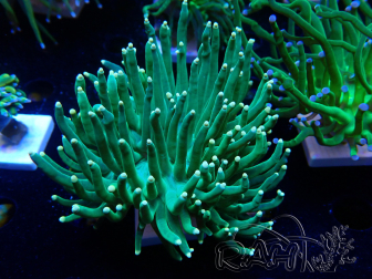WYSIWYG Euphyllia glabrescens (Mariculture acclimated under LED) 8K3
