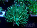 WYSIWYG Euphyllia glabrescens (Mariculture acclimated under LED) 8K3