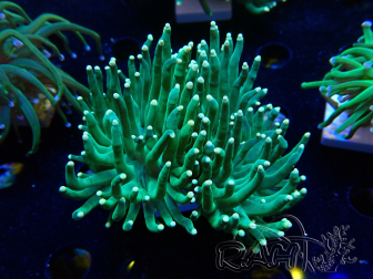 WYSIWYG Euphyllia glabrescens (Mariculture acclimated under LED) 8K4
