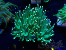 WYSIWYG Euphyllia glabrescens (Marikultur unter LED akklimatisiert) 8K4