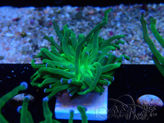 WYSIWYG Euphyllia glabrescens (Mariculture acclimaté sous LED) 8K5