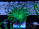 WYSIWYG Euphyllia glabrescens (Mariculture acclimaté sous LED) 8K5