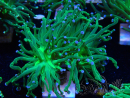 WYSIWYG Euphyllia glabrescens (Mariculture acclimaté sous LED) 8K6
