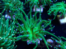 WYSIWYG Euphyllia glabrescens (Mariculture acclimaté sous LED) 8K7