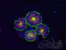 WYSIWYG - WWC Nirvana Palythoa 2B5