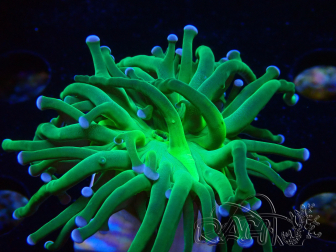 WYSIWYG Euphyllia glabrescens (Mariculture acclimaté sous LED) 8K8