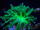 WYSIWYG Euphyllia glabrescens (Mariculture acclimated under LED) 8G7
