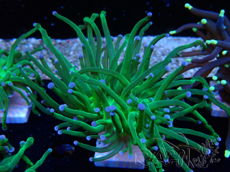 WYSIWYG Euphyllia glabrescens Super Bright (Mariculture acclimaté sous LED) 8L1