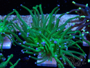 WYSIWYG Euphyllia glabrescens Super Bright (Mariculture acclimaté sous LED) 8L1