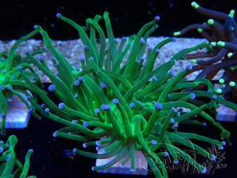 WYSIWYG Euphyllia glabrescens (Mariculture acclimated under LED) 8L2