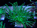 WYSIWYG Euphyllia glabrescens (Mariculture acclimated under LED) 8L2