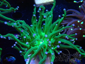 WYSIWYG Euphyllia glabrescens (Maricoltura acclimatata sotto LED) 8L3