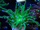 WYSIWYG Euphyllia glabrescens (Maricoltura acclimatata sotto LED) 8L3