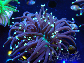WYSIWYG Euphyllia glabrescens (Mariculture acclimaté sous LED) 8L4