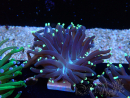 WYSIWYG Euphyllia glabrescens (Maricultura aclimatada bajo LED) 8L5