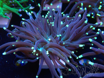 WYSIWYG Euphyllia glabrescens (Mariculture acclimated under LED) 8L6