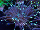 WYSIWYG Euphyllia glabrescens (Mariculture acclimaté sous LED) 8L6
