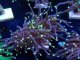 WYSIWYG Euphyllia glabrescens (Maricultura aclimatada bajo LED)