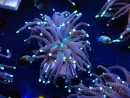 WYSIWYG Euphyllia glabrescens (Maricoltura acclimatata sotto LED) 8H7