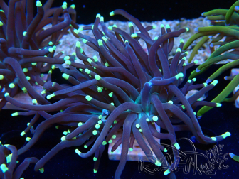 WYSIWYG Euphyllia glabrescens Super Bright (Mariculture acclimaté sous LED) 8M1