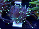 WYSIWYG Euphyllia glabrescens (Mariculture acclimaté sous LED) 8M2