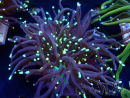 WYSIWYG Euphyllia glabrescens (Mariculture acclimaté sous LED) 8M3
