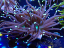 WYSIWYG Euphyllia glabrescens (Mariculture acclimated under LED) 8E7