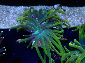 WYSIWYG Euphyllia glabrescens (Mariculture acclimaté sous LED) 8M5