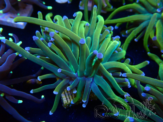 WYSIWYG Euphyllia glabrescens (Marikultur, akklimatisiert unter LED) 8I7