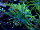 WYSIWYG Euphyllia glabrescens (Marikultur, akklimatisiert unter LED) 8I7