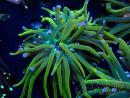 WYSIWYG Euphyllia glabrescens (Mariculture acclimaté sous LED) 8M7