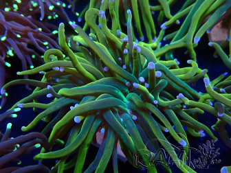 WYSIWYG Euphyllia glabrescens (Mariculture acclimaté sous LED) 8M8