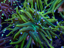 WYSIWYG Euphyllia glabrescens (Mariculture acclimaté sous LED) 8M8