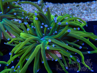 WYSIWYG Euphyllia glabrescens (Mariculture acclimaté sous LED) 8N1