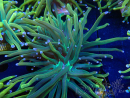 WYSIWYG Euphyllia glabrescens (Mariculture acclimaté sous LED) 8N2