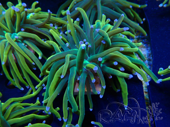 WYSIWYG Euphyllia glabrescens (Mariculture acclimaté sous LED) 8N3