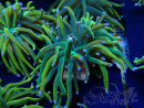 WYSIWYG Euphyllia glabrescens (Mariculture acclimaté sous LED) 8N3