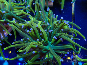 WYSIWYG Euphyllia glabrescens (Maricoltura acclimatata sotto LED)