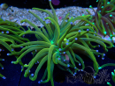 WYSIWYG Euphyllia glabrescens (Mariculture acclimaté sous LED) 8N5