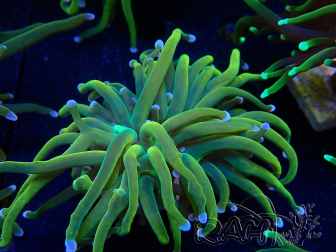 WYSIWYG Euphyllia glabrescens (Mariculture acclimaté sous LED) 8N6