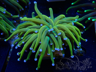 WYSIWYG Euphyllia glabrescens (Maricultura aclimatada bajo LED)