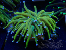 WYSIWYG Euphyllia glabrescens (Maricultura aclimatada bajo LED)