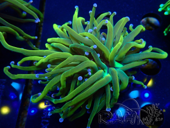 WYSIWYG Euphyllia glabrescens (Mariculture acclimaté sous LED) 8N8