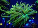 WYSIWYG Euphyllia glabrescens (Mariculture acclimaté sous LED) 8N8