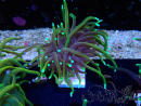 WYSIWYG Euphyllia glabrescens (Marikultur akklimatisiert unter LED)