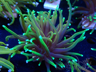 WYSIWYG Euphyllia glabrescens (Mariculture acclimaté sous LED) 8O2