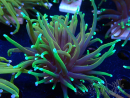 WYSIWYG Euphyllia glabrescens (Mariculture acclimaté sous LED) 8N7