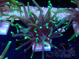 WYSIWYG Euphyllia glabrescens (Mariculture acclimaté sous LED)