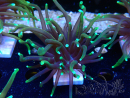 WYSIWYG Euphyllia glabrescens (Maricoltura acclimatata sotto LED)